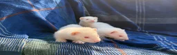 Ferret rodents for sale: Albino Ferret kits for sale  - Advert 4