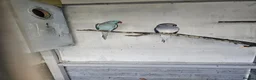 Mixed Breed birds for sale: Alexandraine  - Advert 11