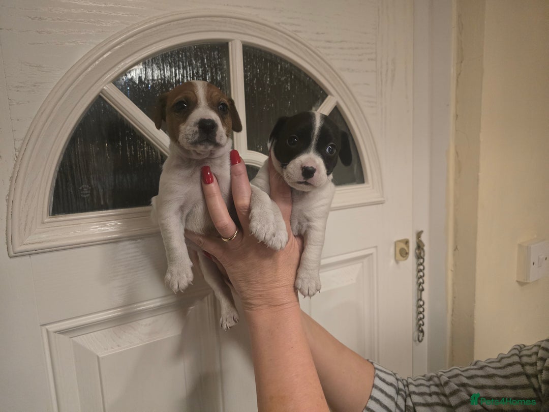 Jack Russell dogs for sale: Parson jack Russell  - Advert 3