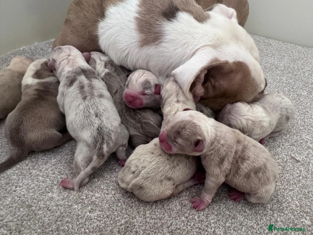 Olde English Bulldogge dogs for sale: DONT LET YOUR DREAMS JUST BE DREAMS  - Advert 9