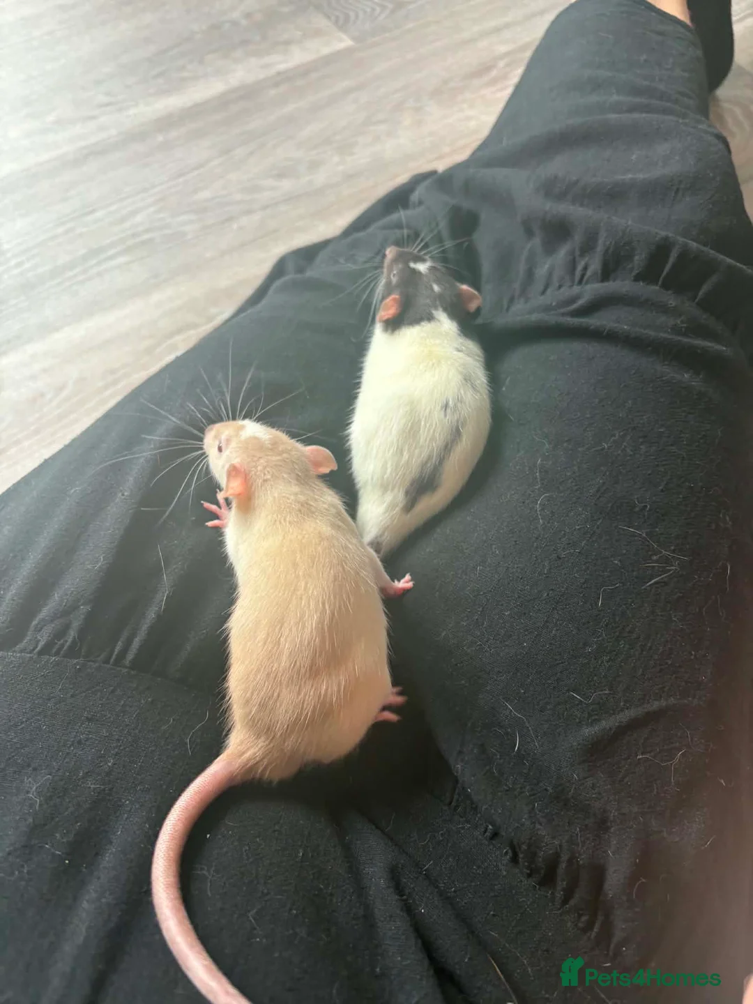 Rat rodents for sale: Two male rats with full set up  in Colchester - Advert 2