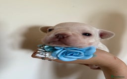 French Bulldog dogs for sale: Stunning platinum and lilac fawn boys and girls - Image 15