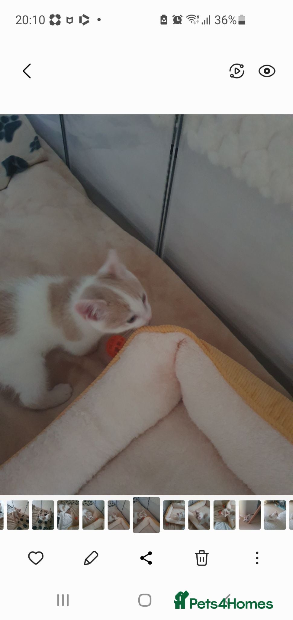 Mixed Breed cats 1 rare colour gorgeous little boy.  - Advert 2