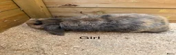 Mini Lop rabbits for sale: Mini lop babies - Advert 7
