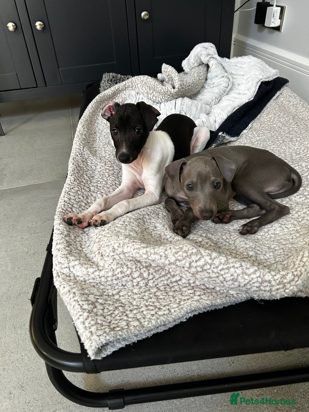 Italian Greyhound dogs for sale: Beautiful Italian greyhound puppies  - Image 3