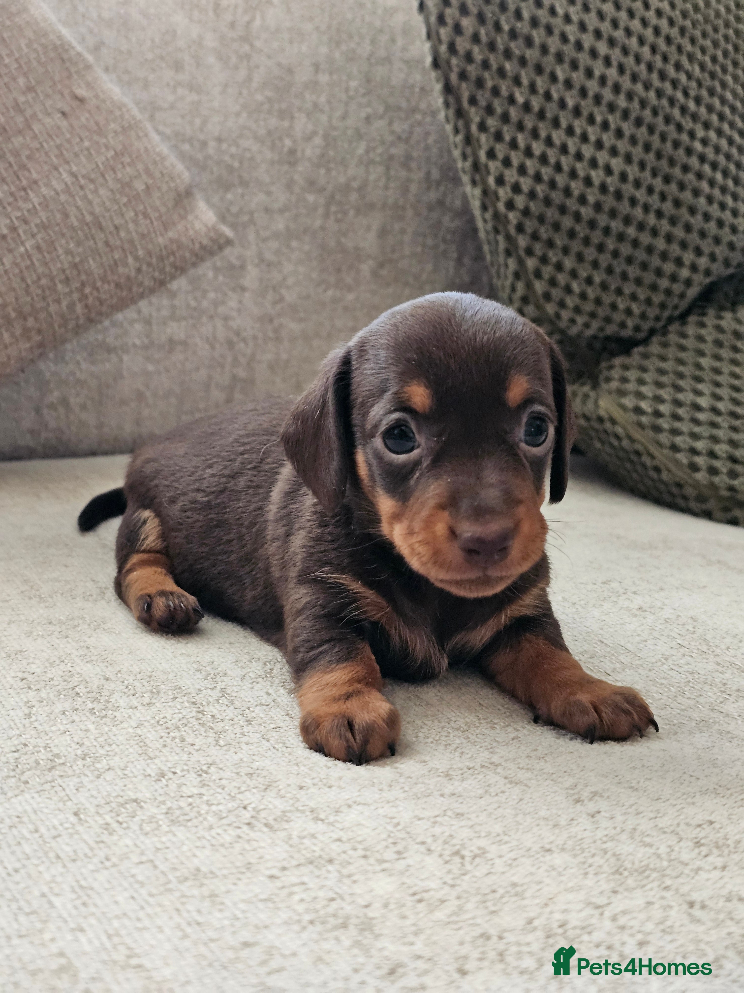 Miniature Dachshund dogs Miniature Dachshund Chocolate/Tan KC Reg Puppies - Advert 2