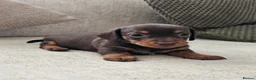 Miniature Dachshund dogs for sale: Miniature Dachshund Chocolate/Tan KC Reg Puppies - Advert 2