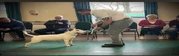 English Bull Terrier dogs for sale: 8 QUALITY BISONBULLIE BABIES  in Slough - Advert 21