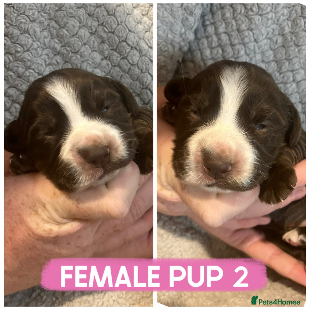 Cocker Spaniel dogs for sale: Cocker spaniel puppies  - Image 3