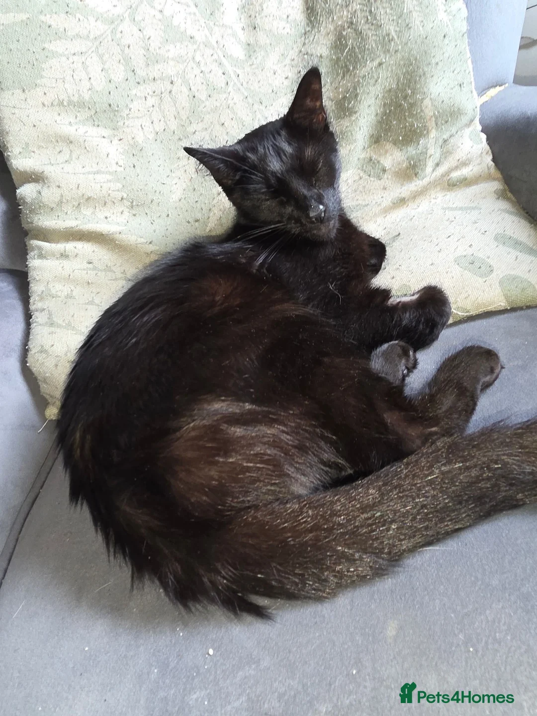Mixed Breed cats for sale: 🐾 Adorable Kittens Looking for Loving Homes 🐾 in Southam - Advert 3