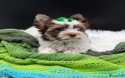 Yorkshire Terrier dogs for sale:  Ready to go Exotic Colourful Yorkshire Terriers - Advert 12