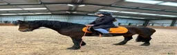 Welsh Section D horses for sale: Welsh D mare  - Advert 3