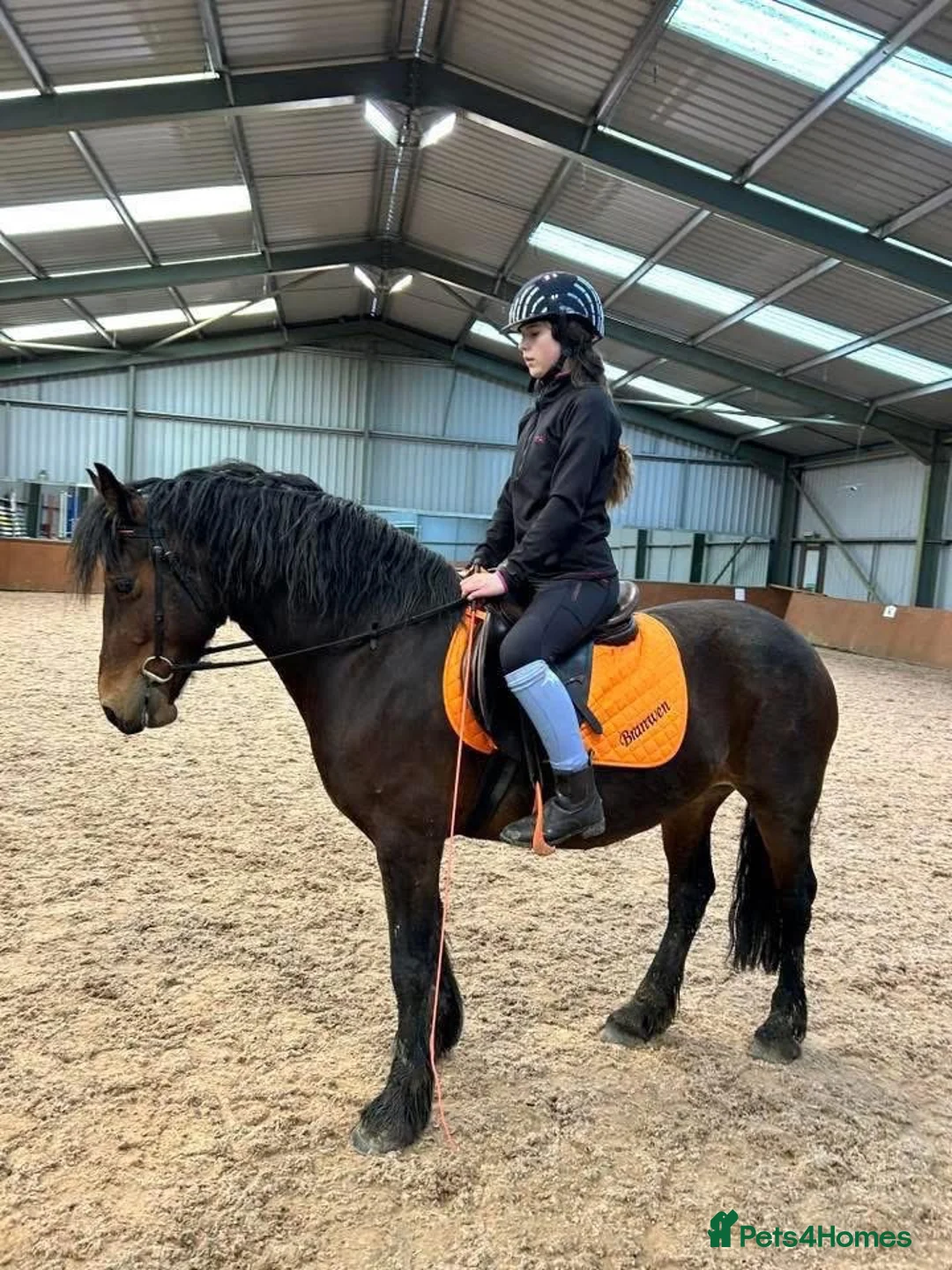 Welsh Section D horses for sale: Welsh D mare  - Advert 3