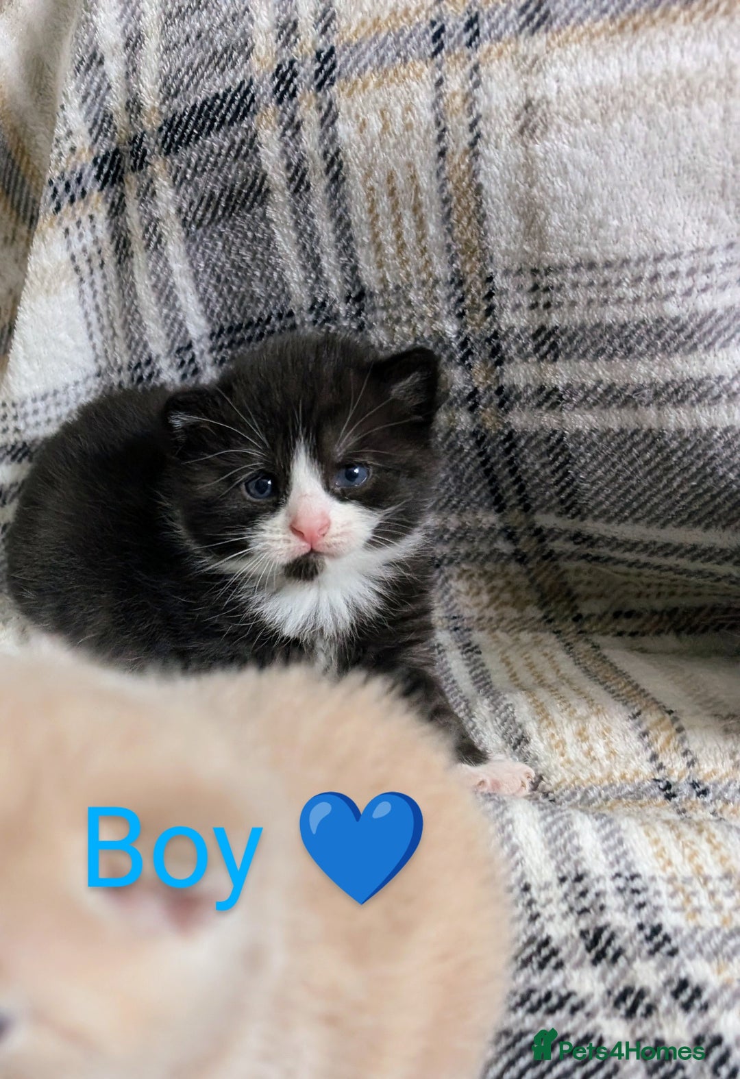 Mixed Breed cats for sale: Beautiful healthy kittens 😍😍 - Image 3