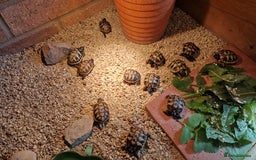 Hermann Tortoise reptiles for sale: Hermanns Tortoise  - Image 3