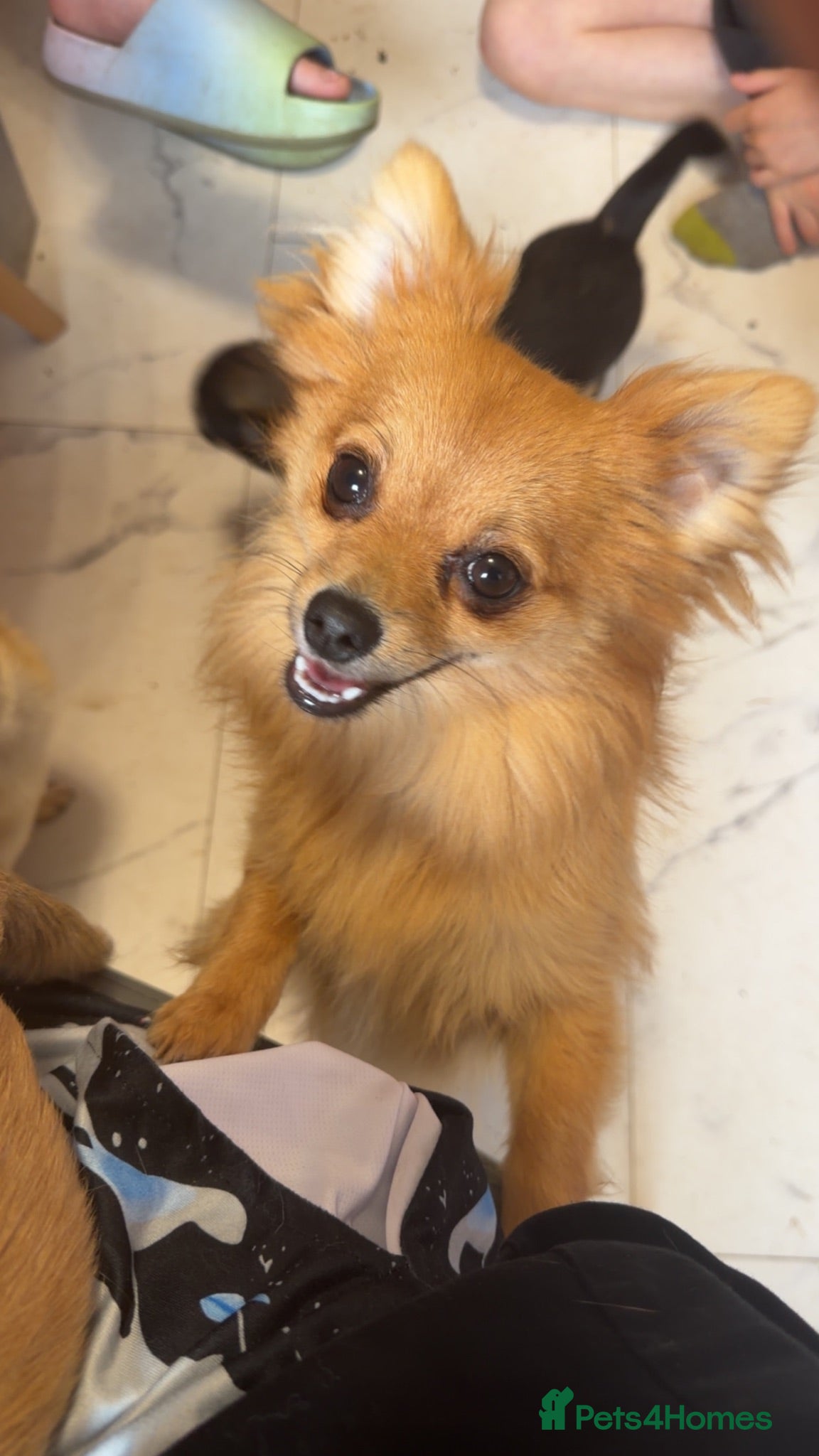 Pomchi dogs 10 month old pomchi - Advert 1
