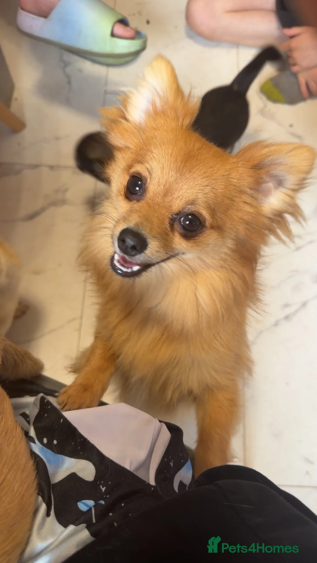 Pomchi dogs for sale: 10 month old pomchi in Newcastle upon Tyne - Advert 1