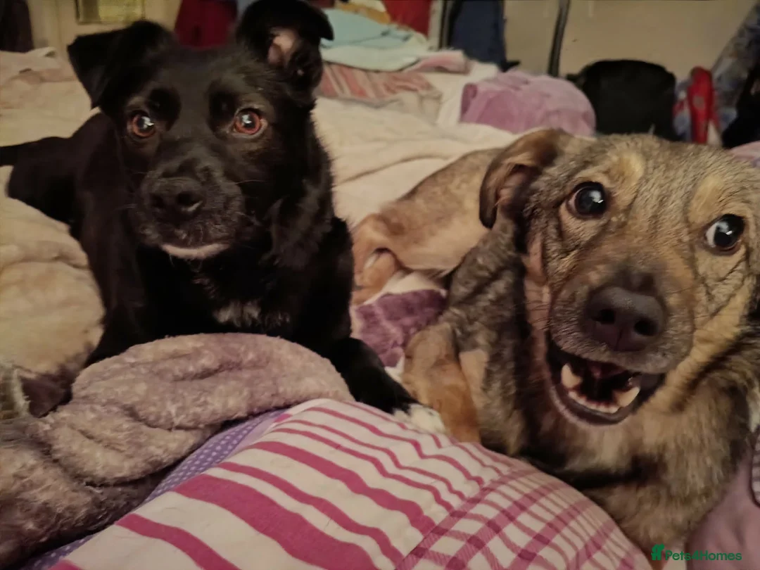 Mixed Breed dogs for adoption: BONDED PAIR: Spirit and Margot for adoption - Advert 1