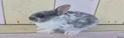 Netherland Dwarf rabbits for sale: 💜 PRETTIEST COLOURED NETHERLAND DWARF BABIES 💜 - Advert 14