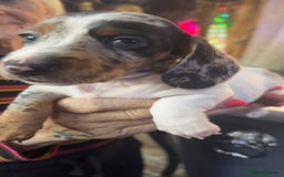 Dachshund dogs for sale: Dachshund puppies  - Image 4