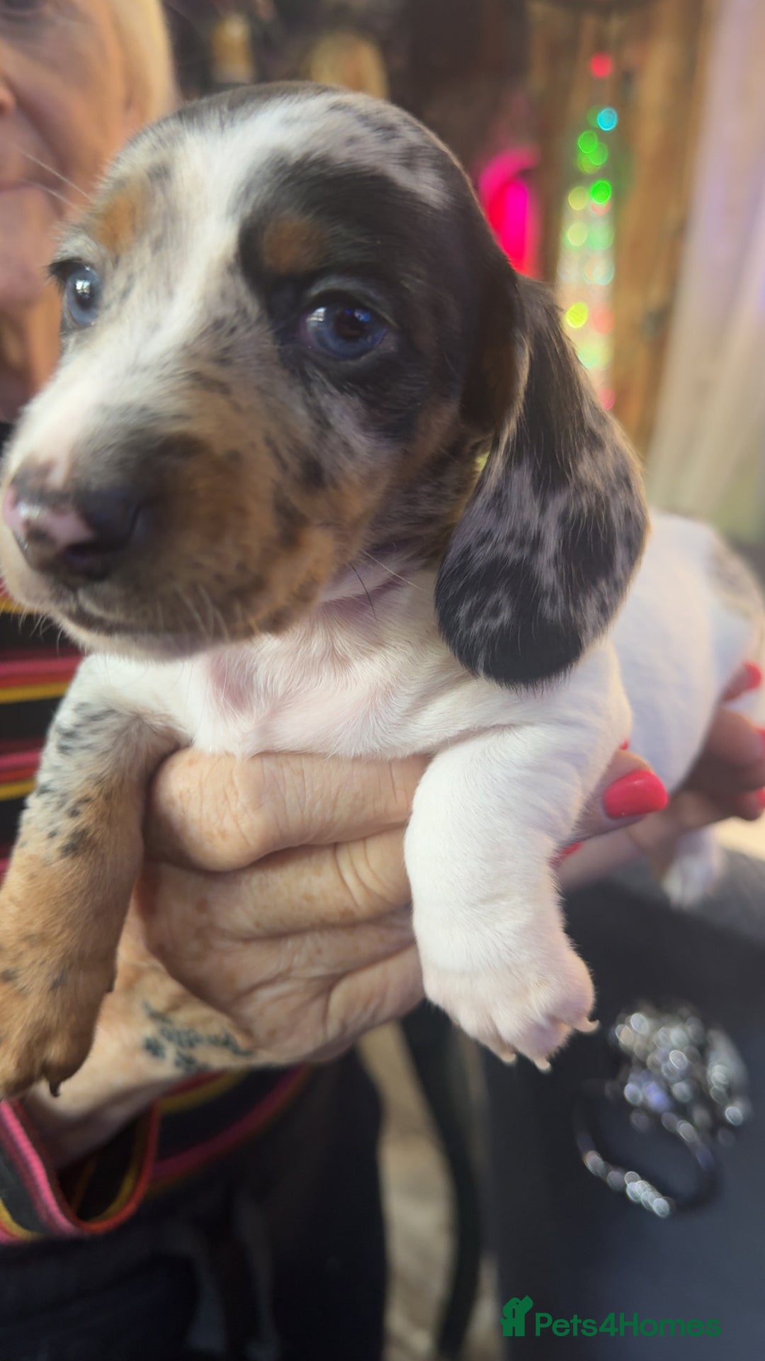 Dachshund dogs for sale: Dachshund puppies  - Image 4