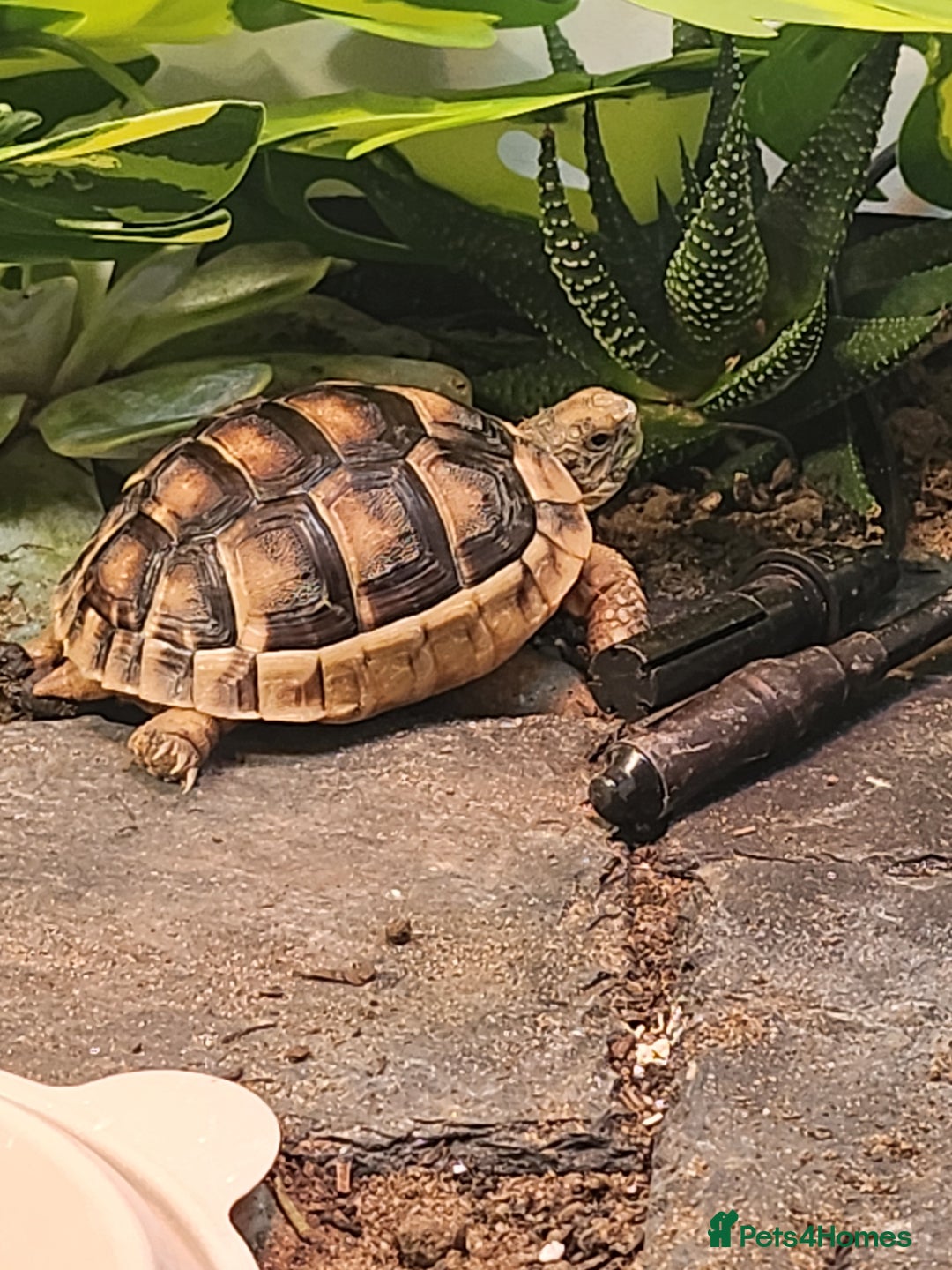 Tortoise reptiles for sale: Marginated baby tortoise 10 months old - Advert 4