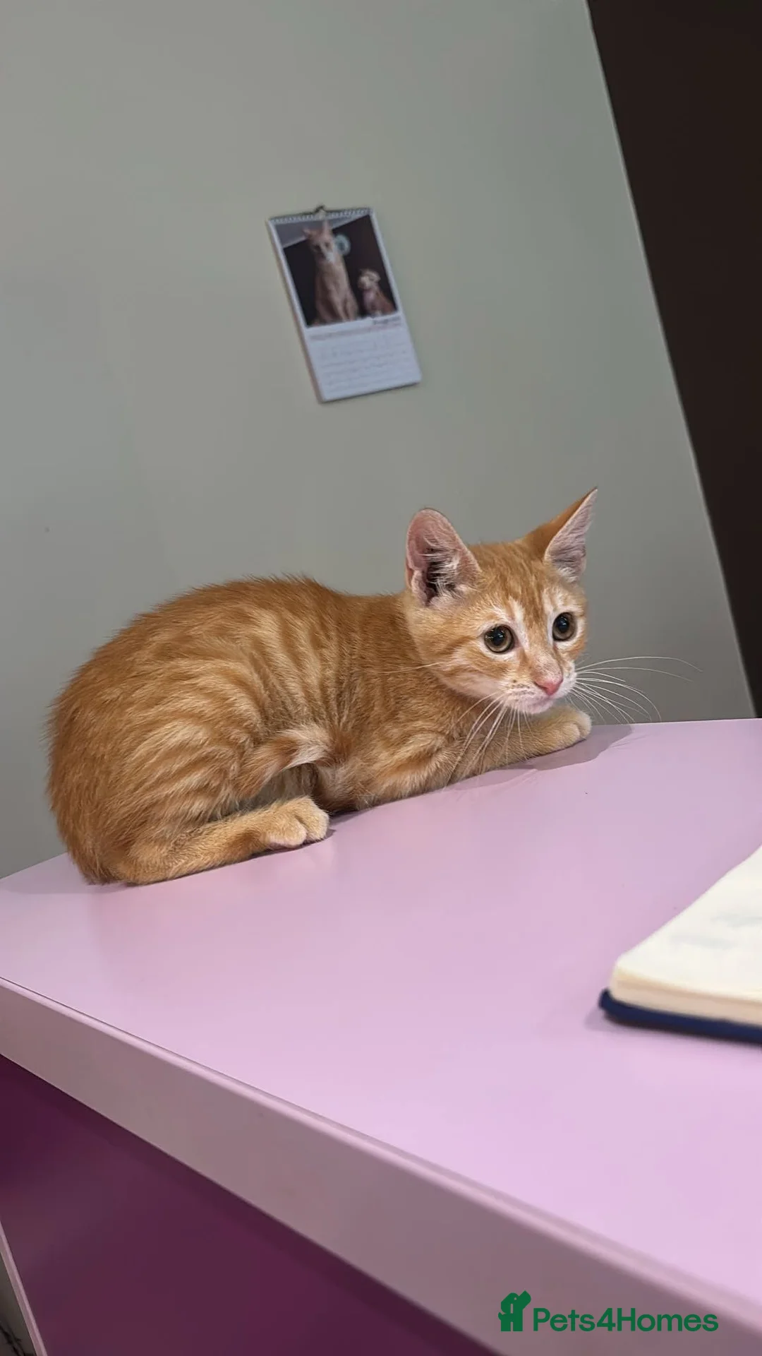Mixed Breed cats for adoption: Garfield for adoption - Advert 2