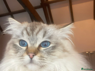 Ragdoll cats in Pontypool - Advert 8
