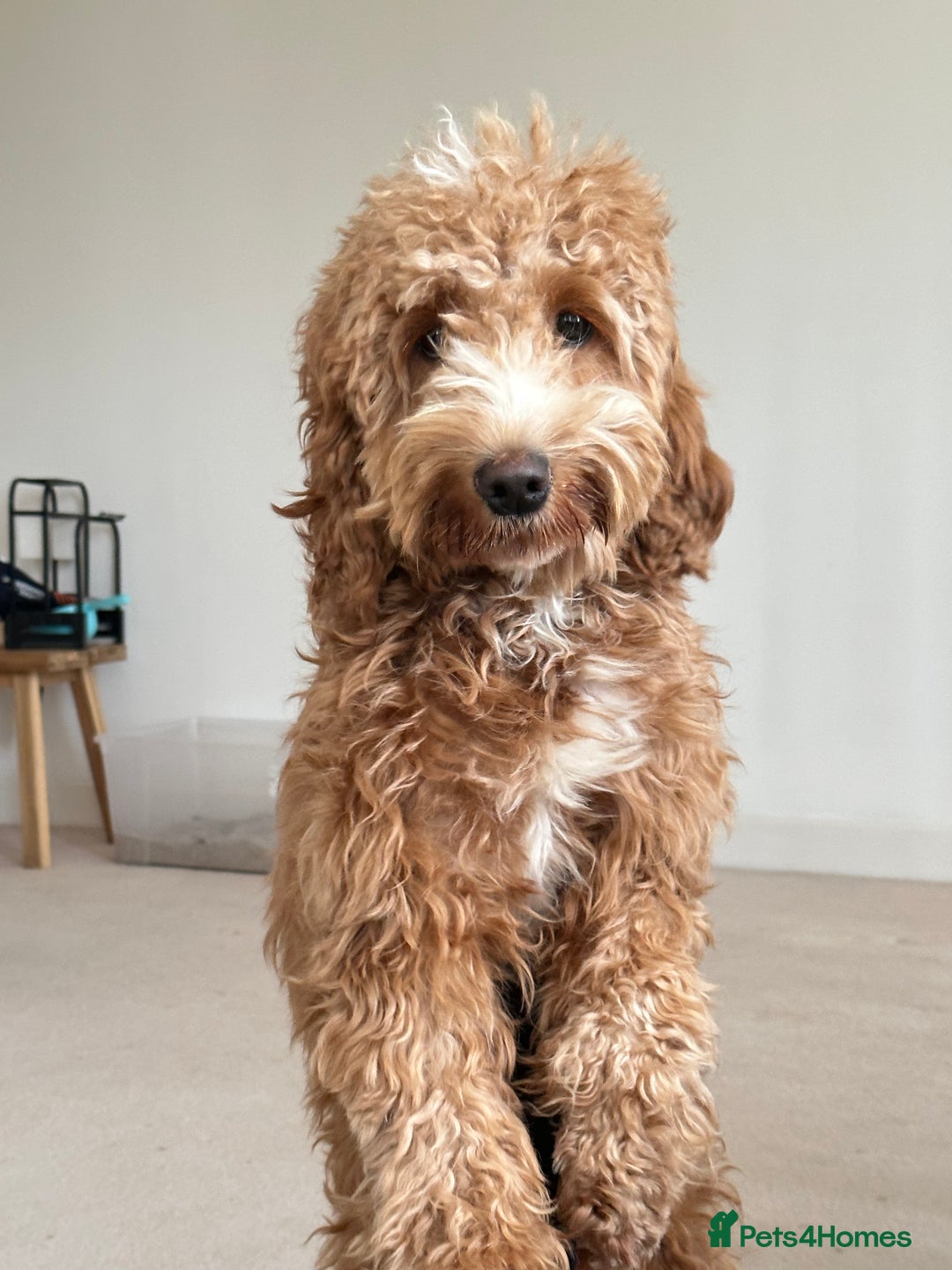 Cockapoo dogs for sale: Beautiful Cockapoo Puppies – 6 Boys & 2 Girls - Advert 4