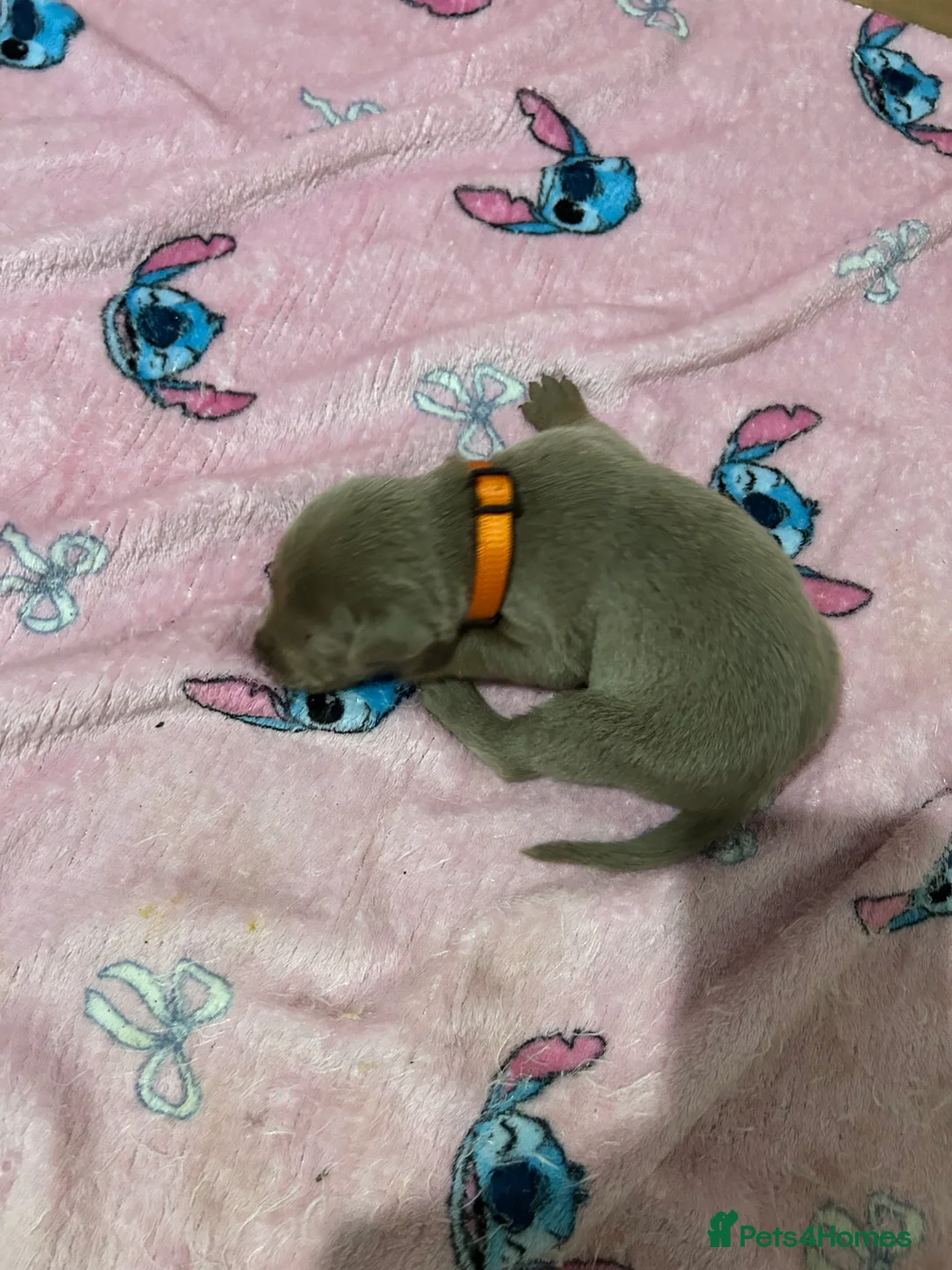 Mixed Breed dogs for sale: BEAUTIFUL SILVER STAFFADORS  - Advert 2