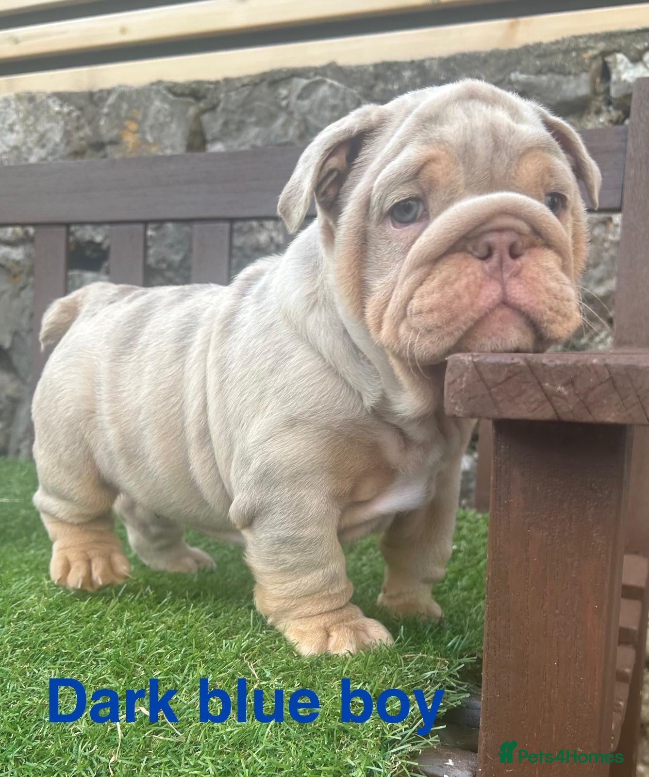 English Bulldog dogs Ready Tuesday! Outstanding Bulldog Puppies - Advert 16