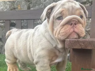 English Bulldog dogs Ready Tuesday! Outstanding Bulldog Puppies - Advert 16