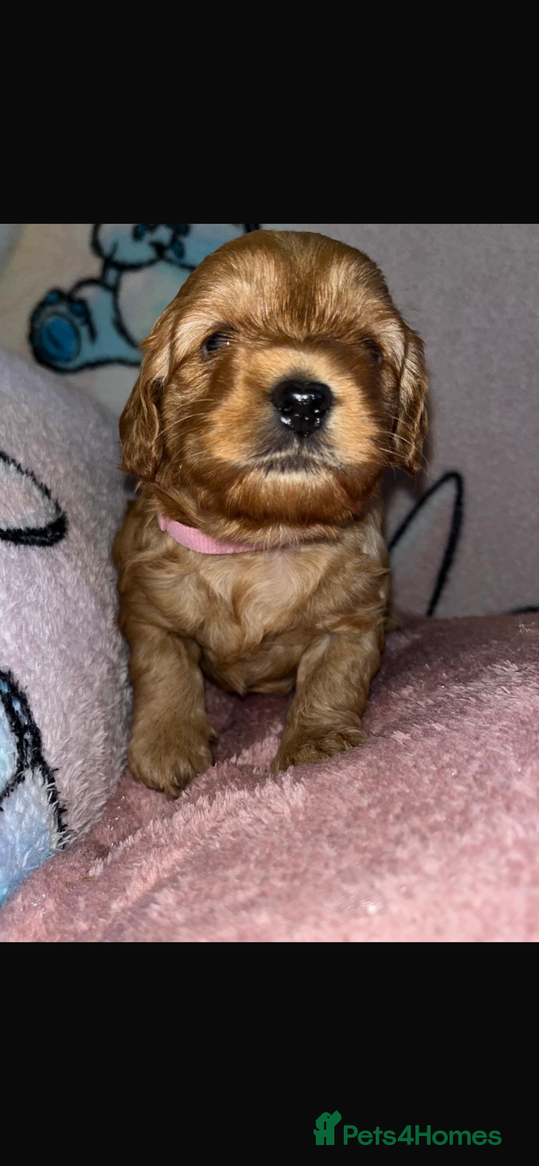 Cockapoo dogs for sale: Last cockapoo boy looking for his forever home ❤️ - Advert 20
