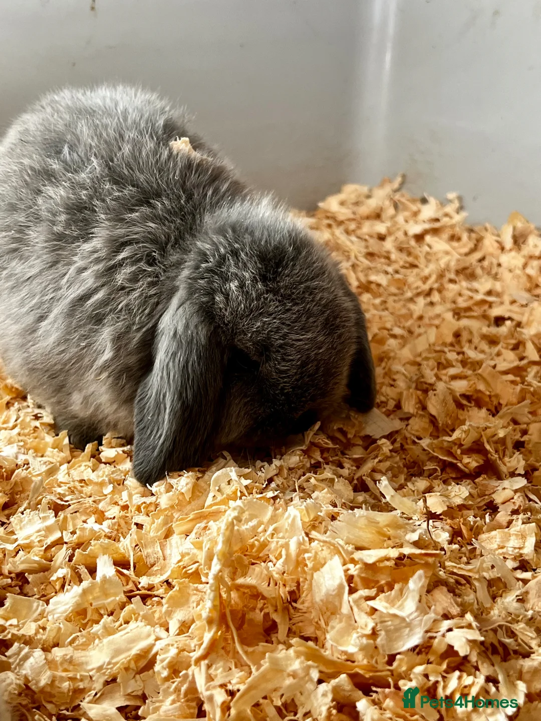 Mini Lop rabbits for sale: Mini lop baby rabbits  - Advert 5