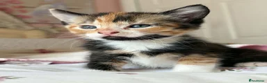 Calico girl 
