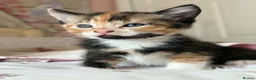 Mixed Breed cats for sale: Beautiful kittens  - Advert 26