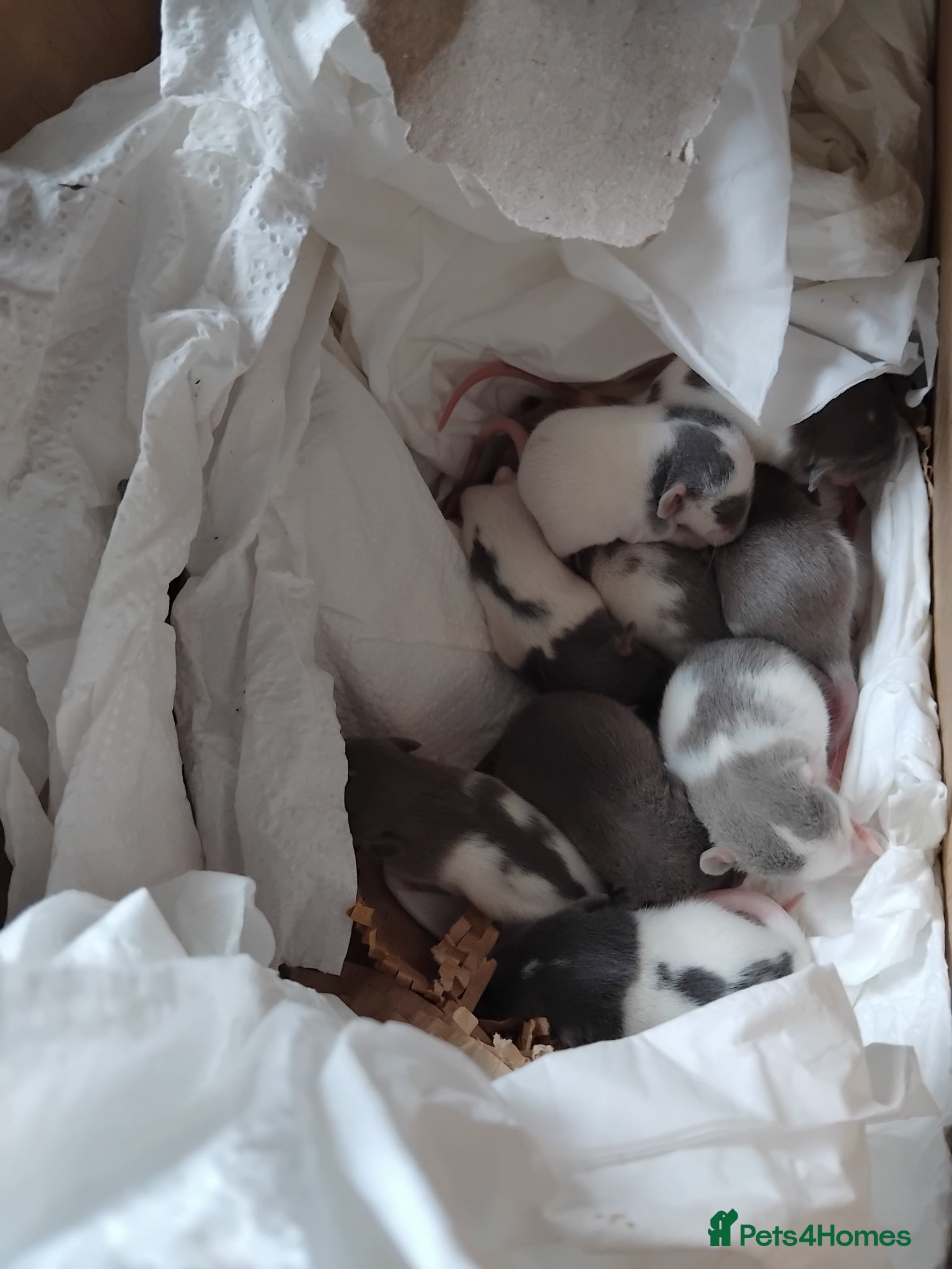 Rat rodents Beautiful baby rats for sale - Advert 3