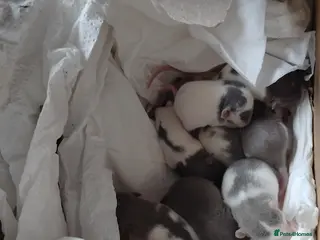 Rat rodents Beautiful baby rats for sale - Advert 3