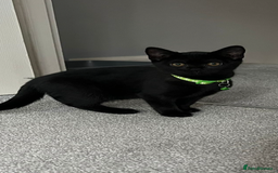 British Shorthair cats for sale: Charming Scottish Fold x British Shorthair Kitte - Image 3