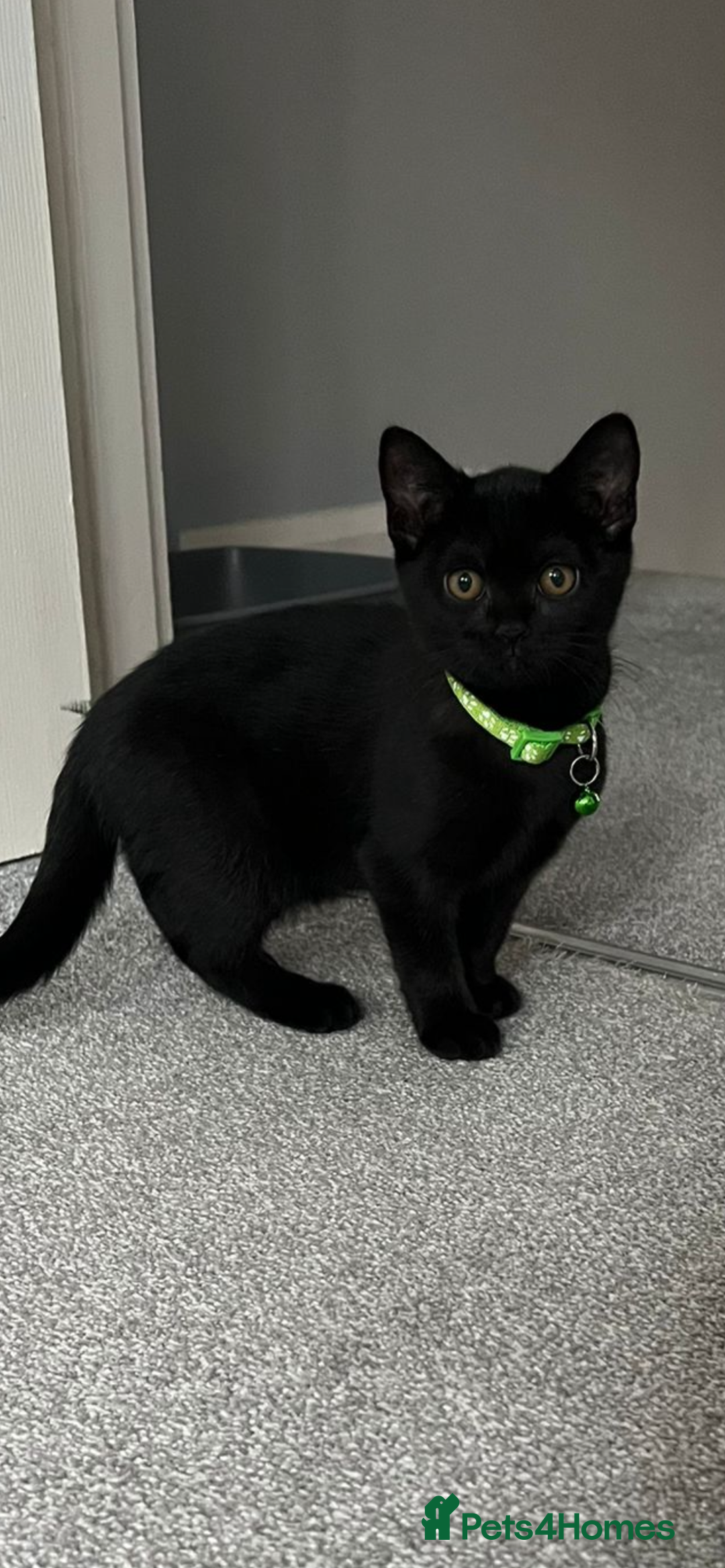 British Shorthair cats for sale: Charming Scottish Fold x British Shorthair Kitte - Image 3