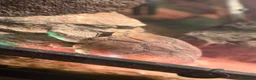 Turtle reptiles for sale: Two musk turtles  - Advert 5