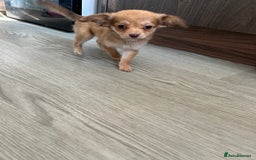 Chipoo dogs for sale: F1b Chipoo last girl  - Image 17