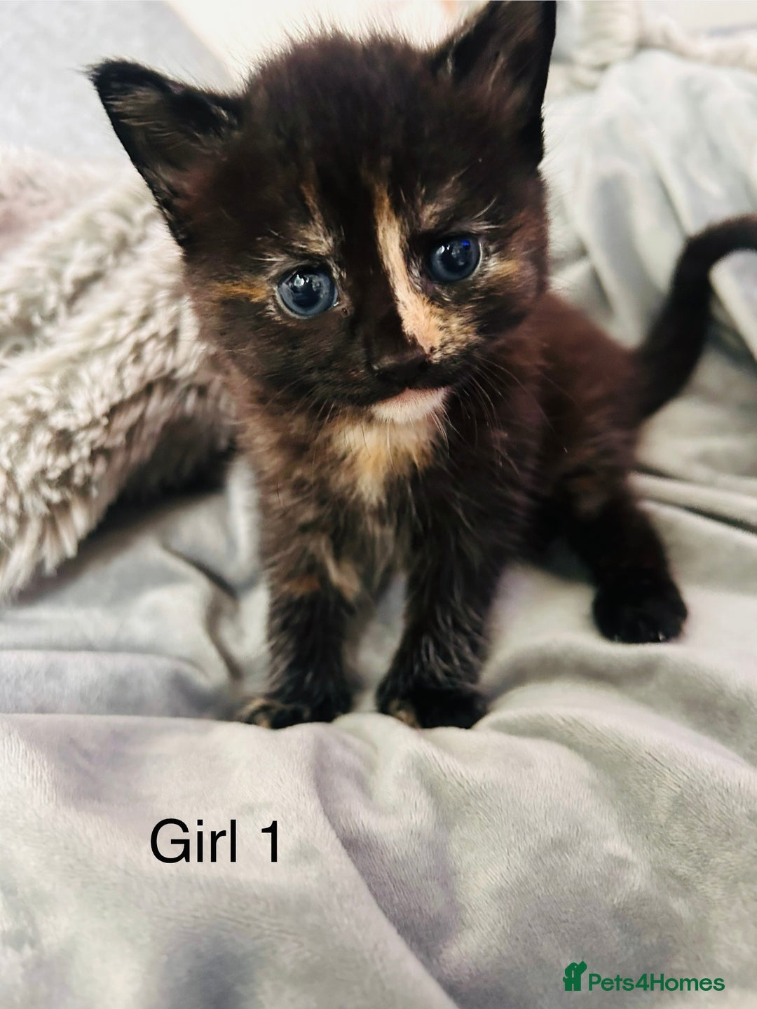 Domestic Shorthair cats for sale: Girl 1 left ❤️😻❤️ 7wks and ready to leave  - Image 10
