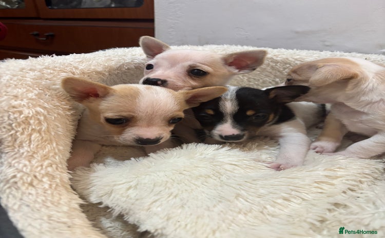 Mixed Breed dogs - Advert 4