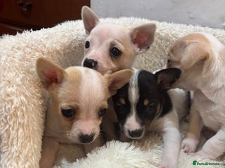 Mixed Breed dogs - Advert 4