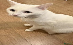 Mixed Breed cats for sale: Mr Blue for Sale - Image 3