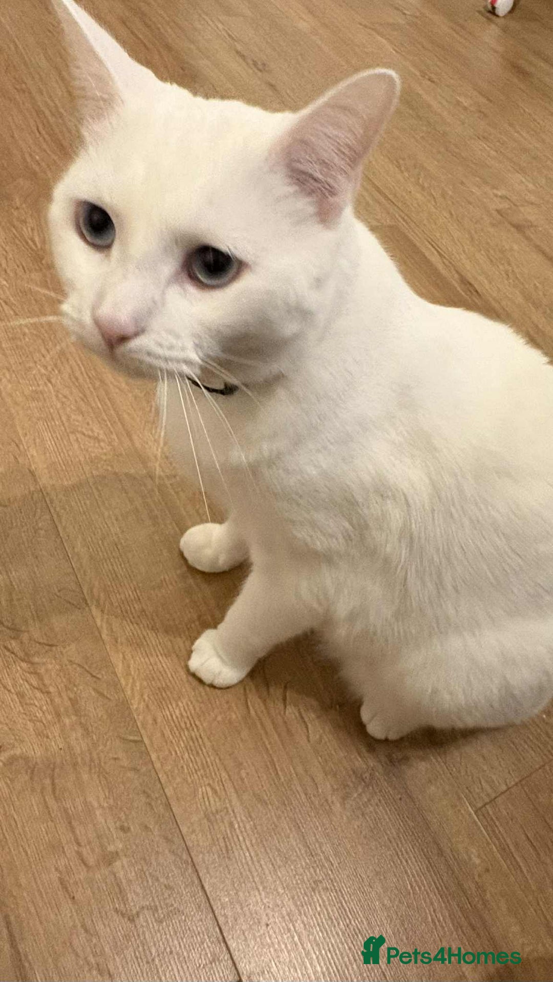 Mixed Breed cats for sale: Mr Blue for Sale - Image 3