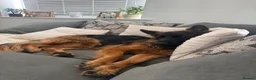 German Shepherd dogs for sale: KC Registered German Shepherd Puppies - Advert 2