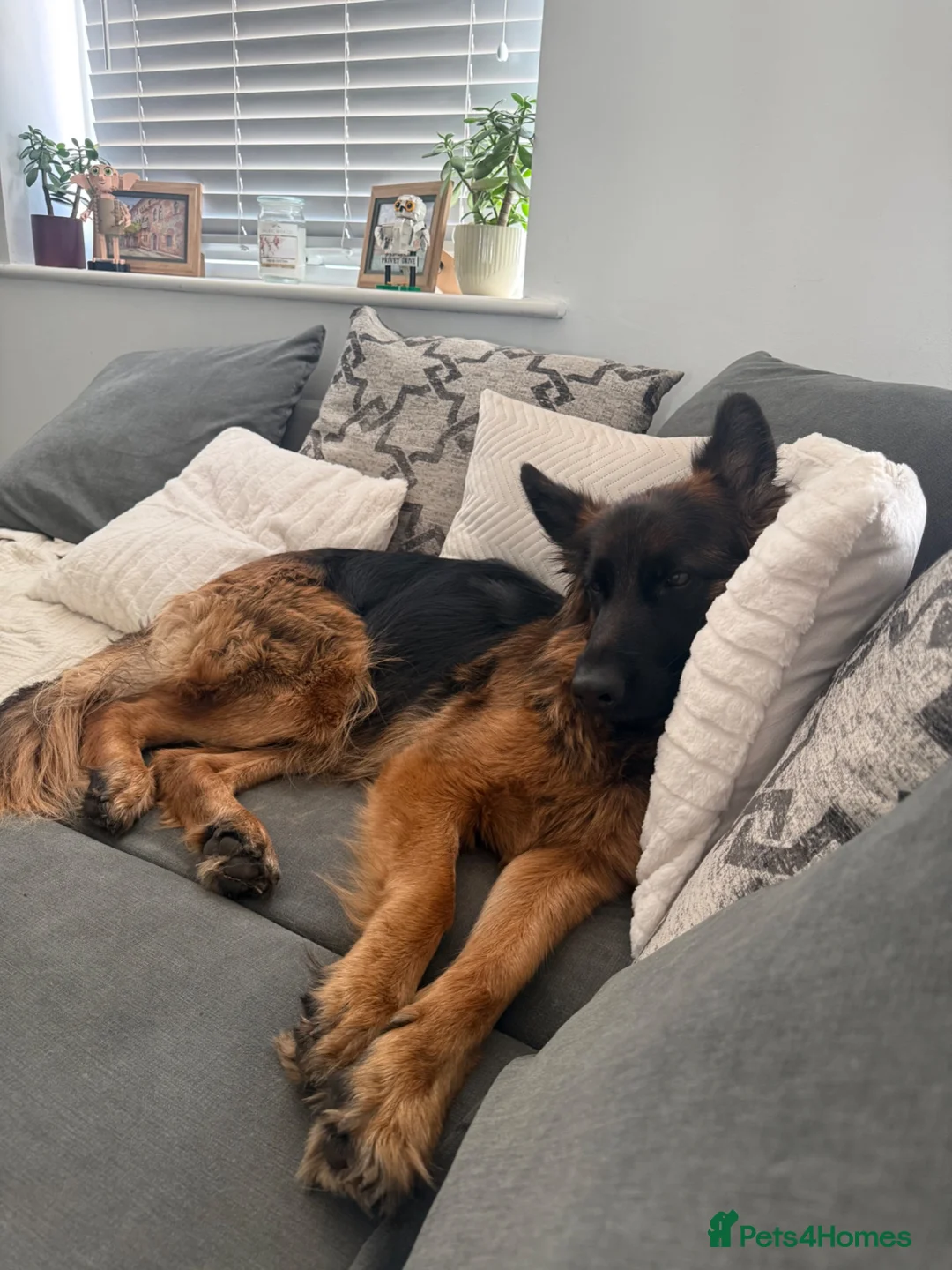 German Shepherd dogs for sale: KC Registered German Shepherd Puppies - Advert 2
