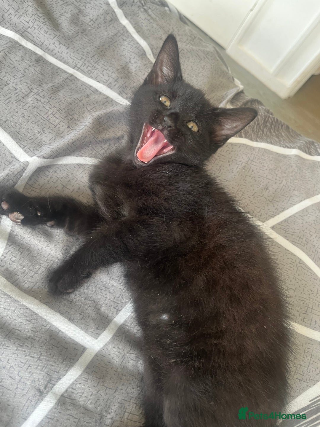 Mixed Breed cats for sale: Mixed breed adorable kittens in Waltham Cross - Image 9